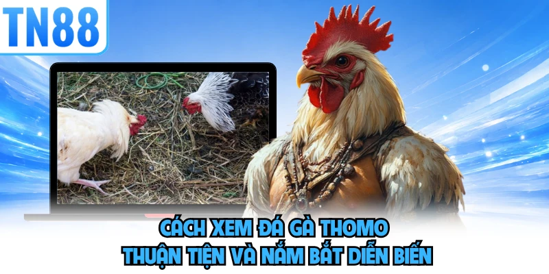 Cách xem Đá gà Thomo thuận tiện và nắm bắt diễn biến