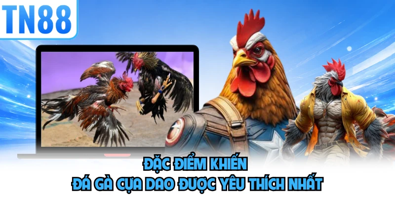 Đặc điểm khiến đá gà cựa dao được yêu thích nhất