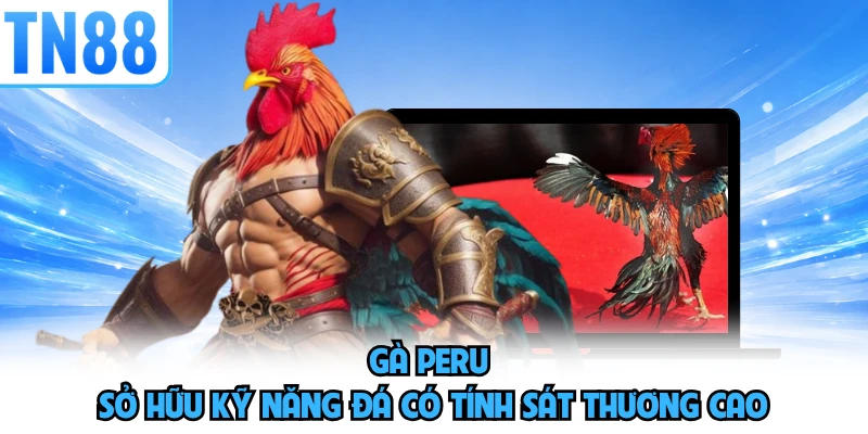 Gà Peru sở hữu kỹ năng đá có tính sát thương cao