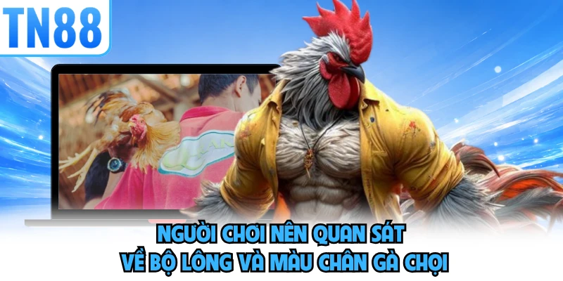 Người chơi nên quan sát về bộ lông và màu chân gà chọi