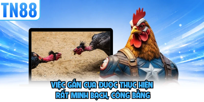 Việc gắn cựa được thực hiện rất minh bạch, công bằng